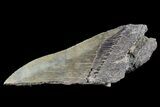 Partial Fossil Megalodon Tooth #88639-1
